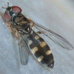 Platycheirus scutatus